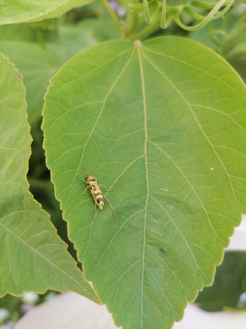 Chlorophorus varius - díszes darázscincér