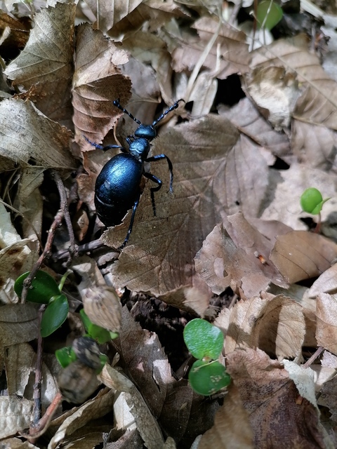 Meloe violaceus - kék nünüke