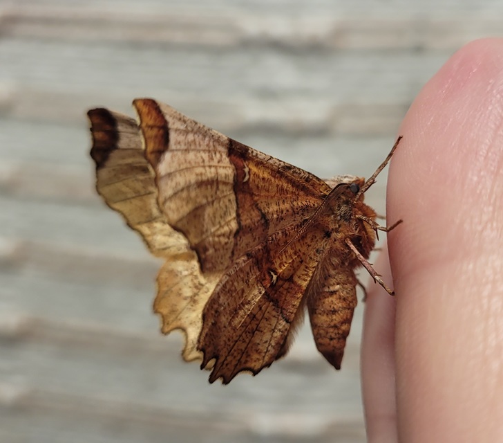 Selenia lunularia - egyfoltos holdasaraszoló