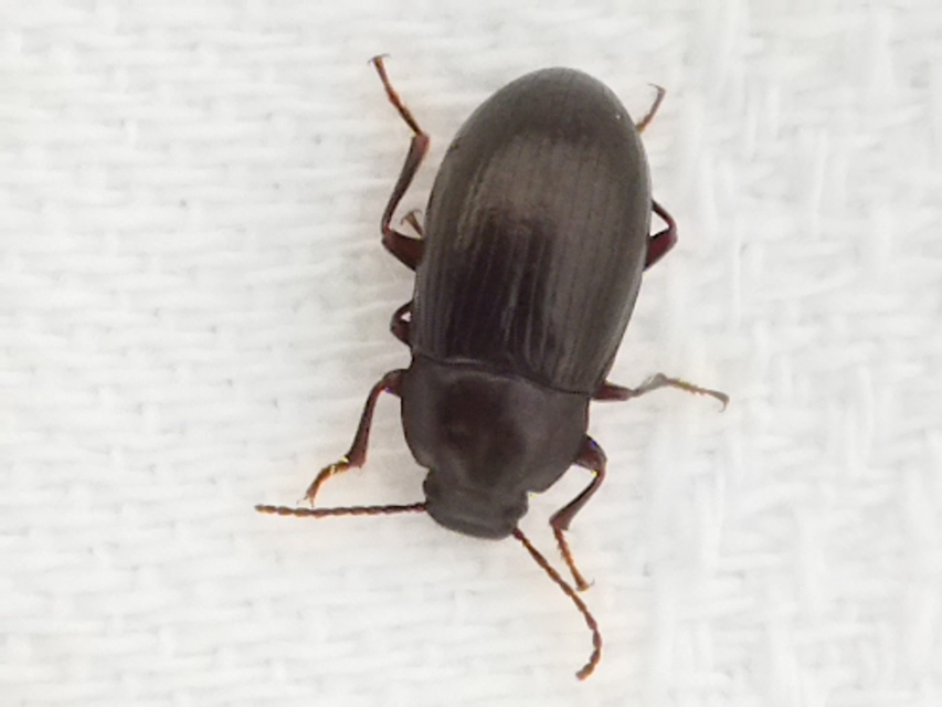 Nalassus dermestoides - rövidszárnyú gyászbogár
