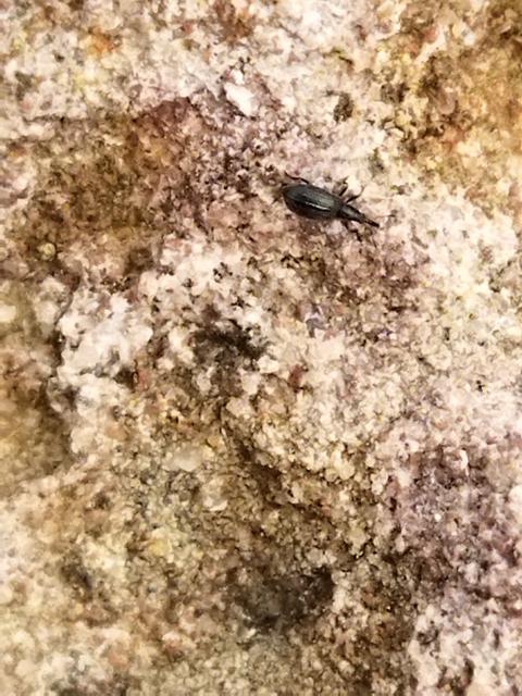Ischnopterapion virens - lóheregyökér-cickányormányos