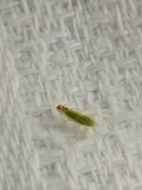 Zyginella pulchra