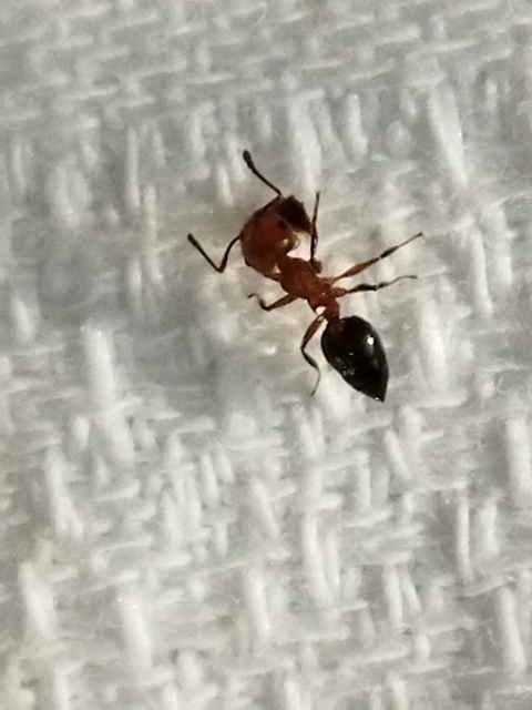 Crematogaster schmidti - vörös szívhangya