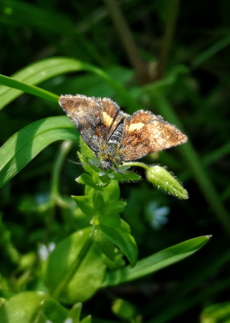 Panemeria tenebrata - apró sárgabagoly