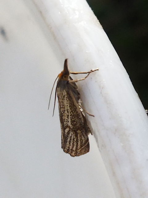 Thisanotia chrysonuchella - tavaszi fűgyökérmoly