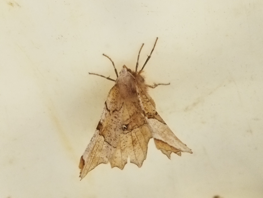 Selenia lunularia - egyfoltos holdasaraszoló