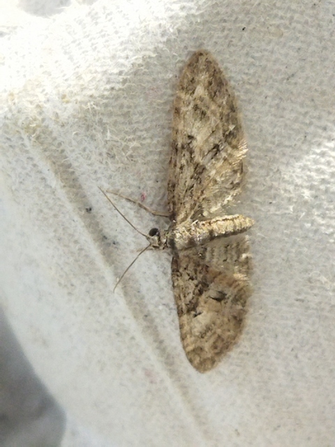 Eupithecia abbreviata - korai törpearaszoló