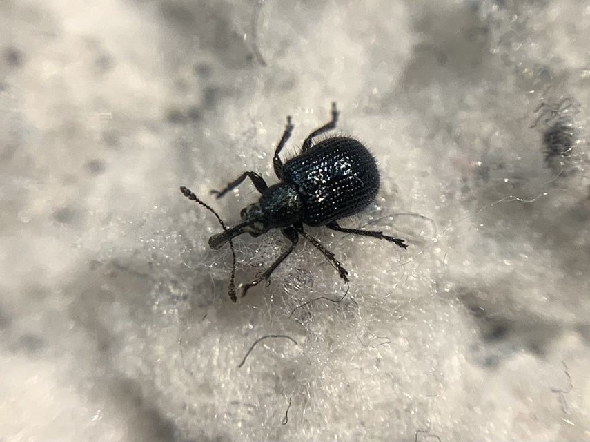 Neocoenorrhinus germanicus - közönséges szamócaeszelény