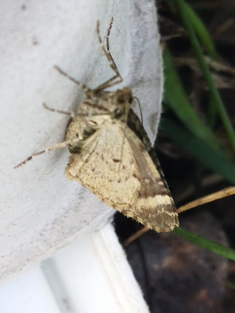 Chloroclysta siterata - salátazöld araszoló