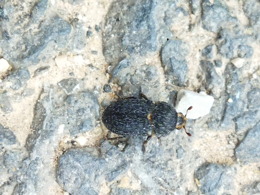 Dermestes laniarius - gyászos porva