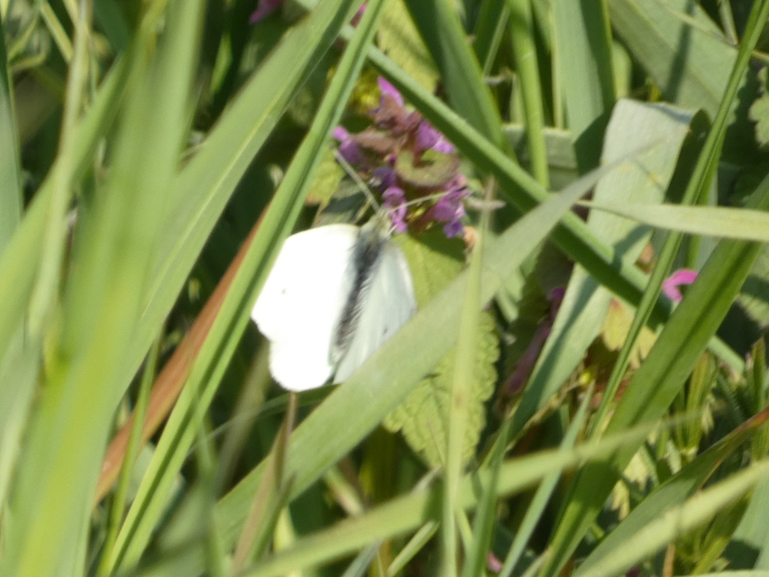 Pieris rapae - répalepke