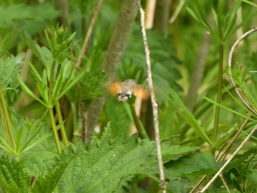 Macroglossum stellatarum - kacsafarkú szender