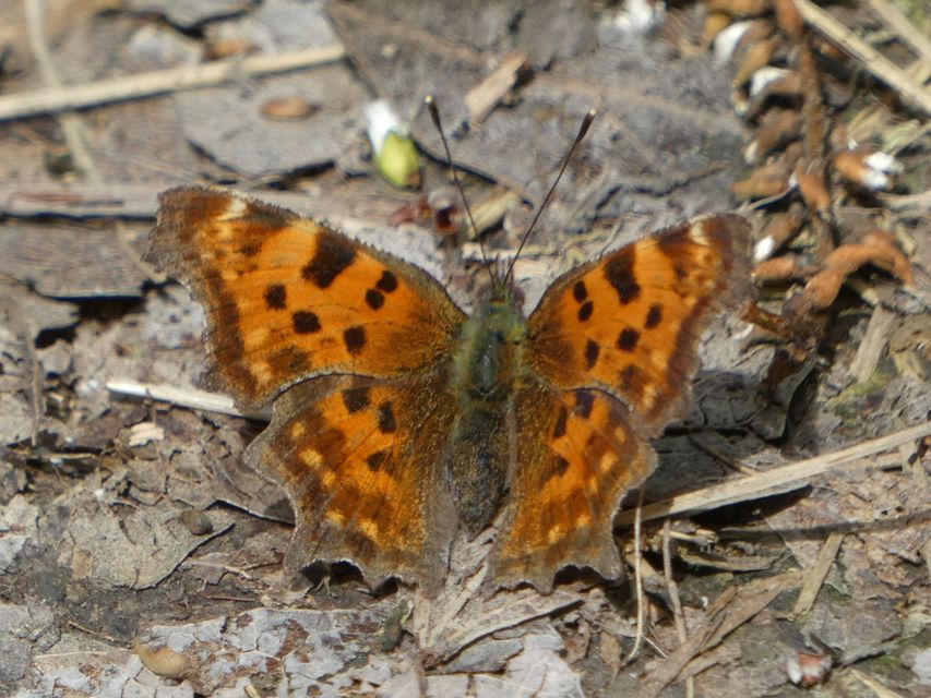 Nymphalis c-album - C-betűs lepke