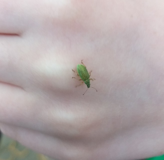 Polydrusus formosus - selymes lombormányos