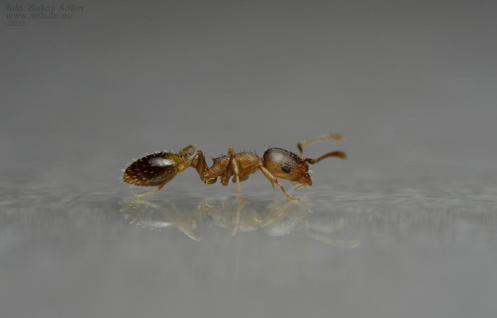 Temnothorax sordidulus - füstös kéreghangya