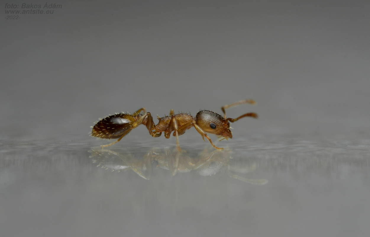 Temnothorax sordidulus - füstös kéreghangya