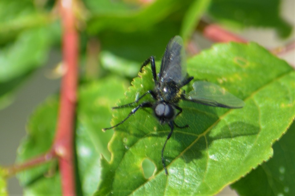 Bibionidae - bársonylegyek