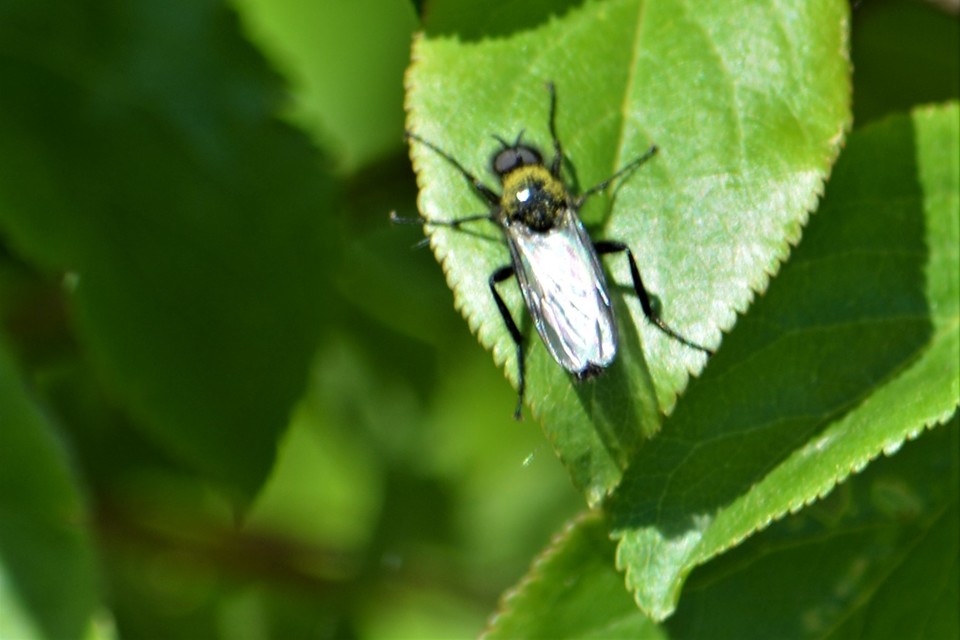 Bibionidae - bársonylegyek