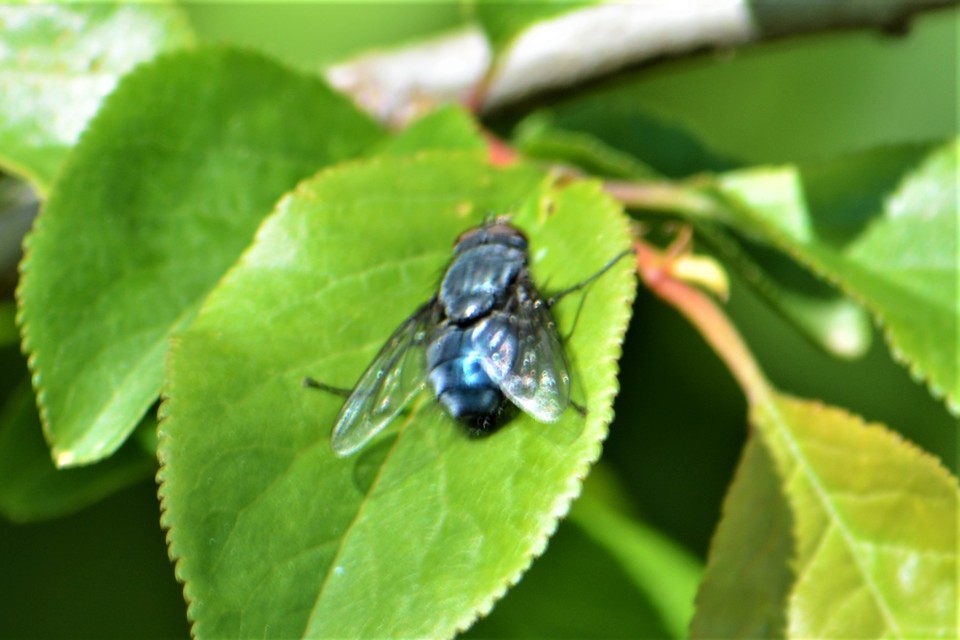 Calliphora vicina - kék dongólégy