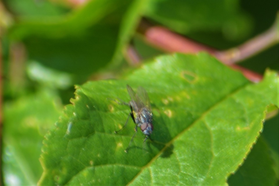Anthomyiidae - viráglegyek