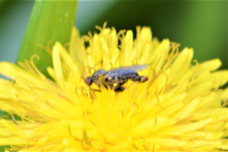 Empididae - táncoslegyek