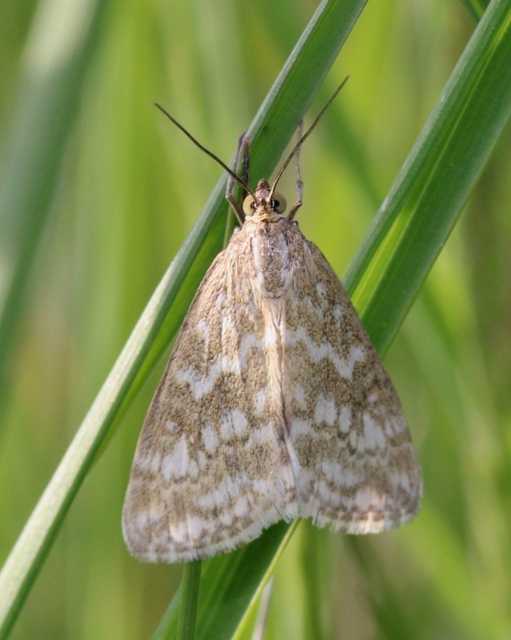 Evergestis frumentalis - tavaszi dudvamoly
