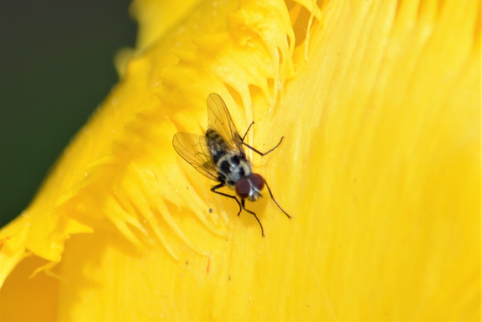 Anthomyia