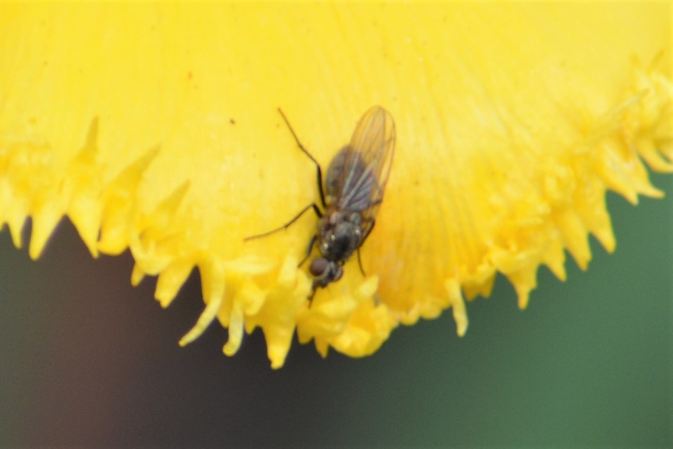 Anthomyiidae - viráglegyek