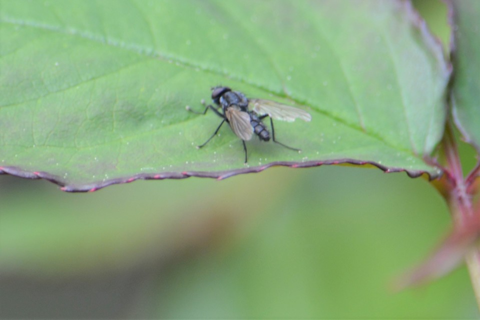 Anthomyiidae - viráglegyek