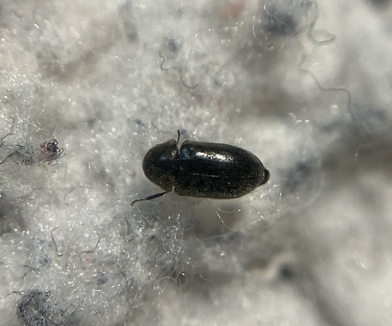Lasioderma obscurum - pusztai imolaálszú