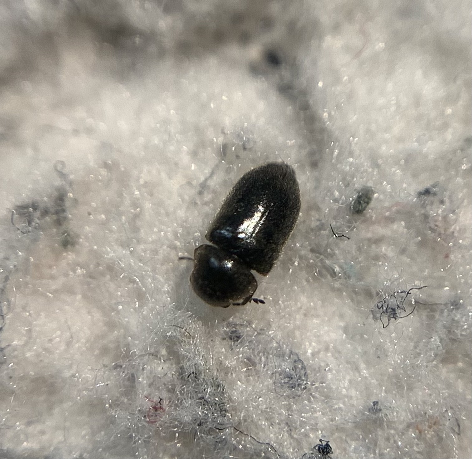 Lasioderma obscurum - pusztai imolaálszú