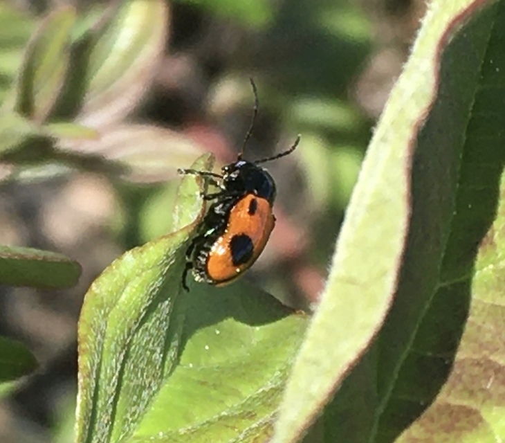 Cryptocephalus bipunctatus - kétpettyes zömökbogár