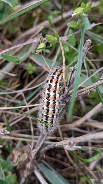 Pentophera morio - réti gyapjaslepke