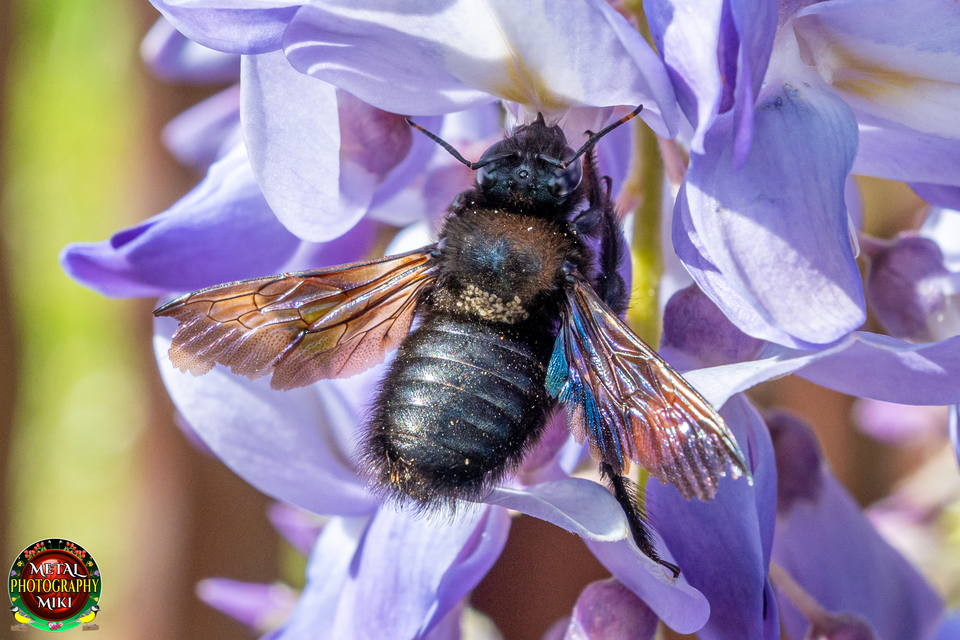 Xylocopa violacea - kék fadongó