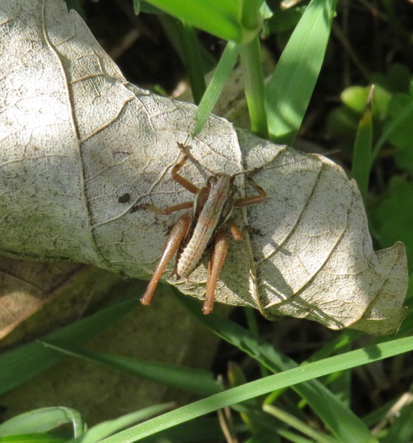 Pholidoptera fallax - galléros avarszöcske