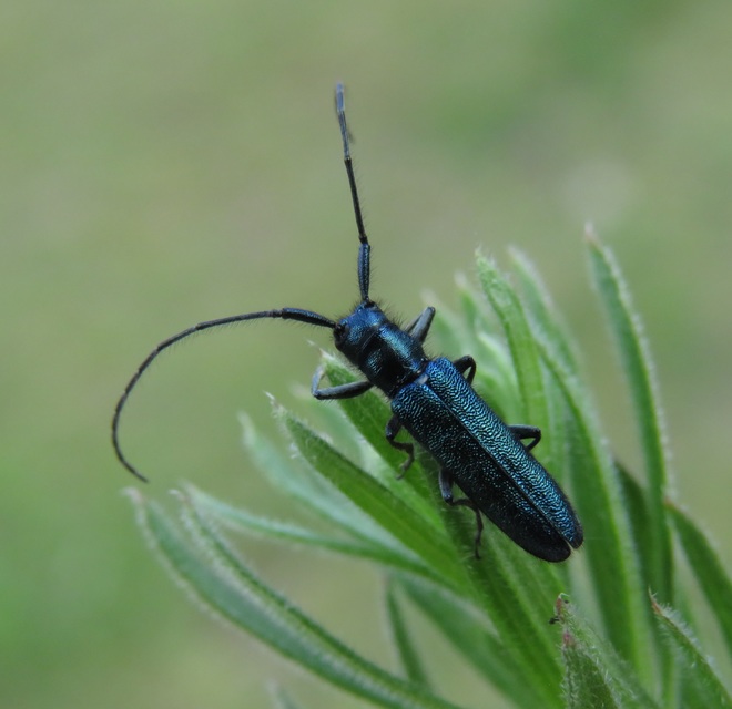 Agapanthia violacea - kék somkórócincér
