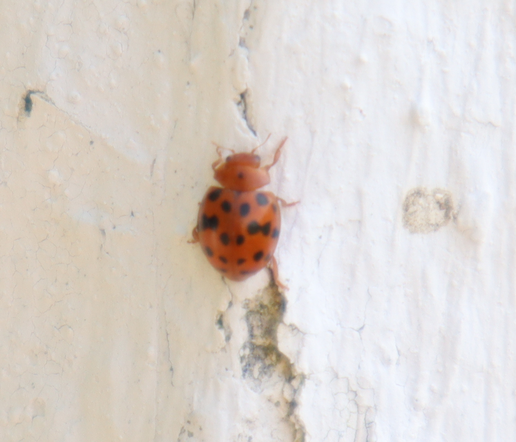 Subcoccinella vigintiquatuorpunctata - lucernaböde