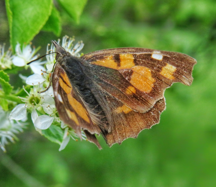 Libythea celtis - csőröslepke