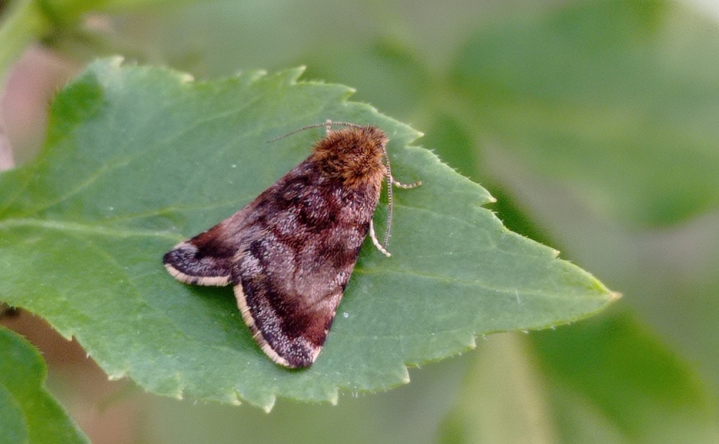 Panemeria tenebrata - apró sárgabagoly