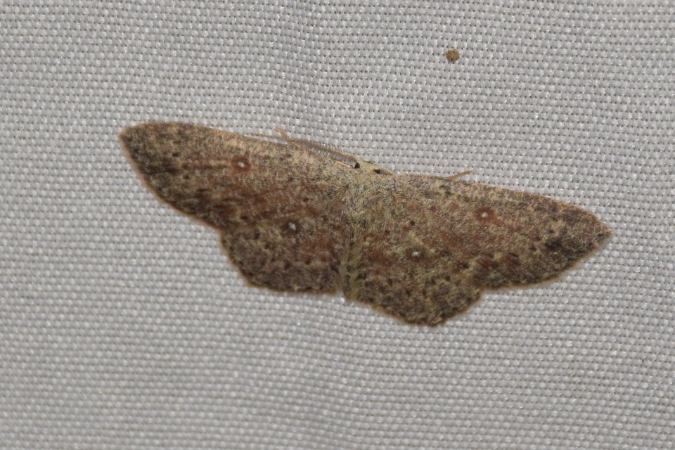 Cyclophora pendularia - fűzfa-pettyesaraszoló