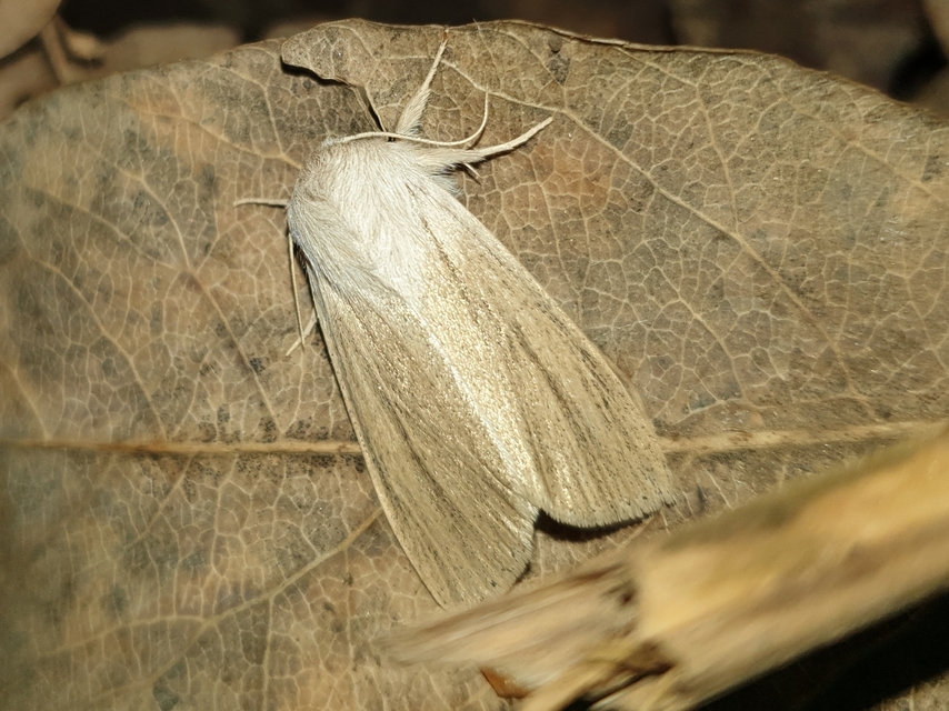 Simyra albovenosa - mocsári lándzsásbagoly