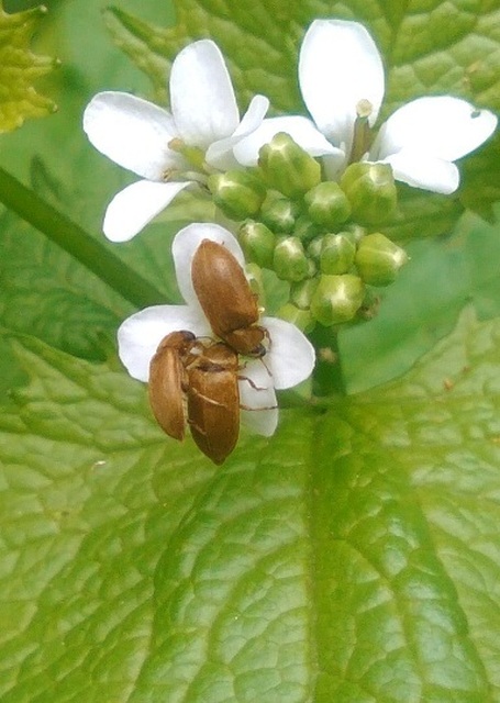 Byturus ochraceus - gyömbérgyökérbogár