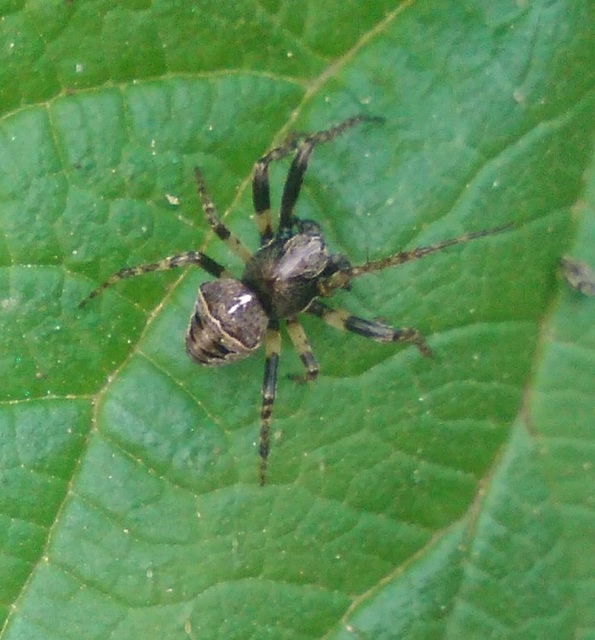 Gibbaranea