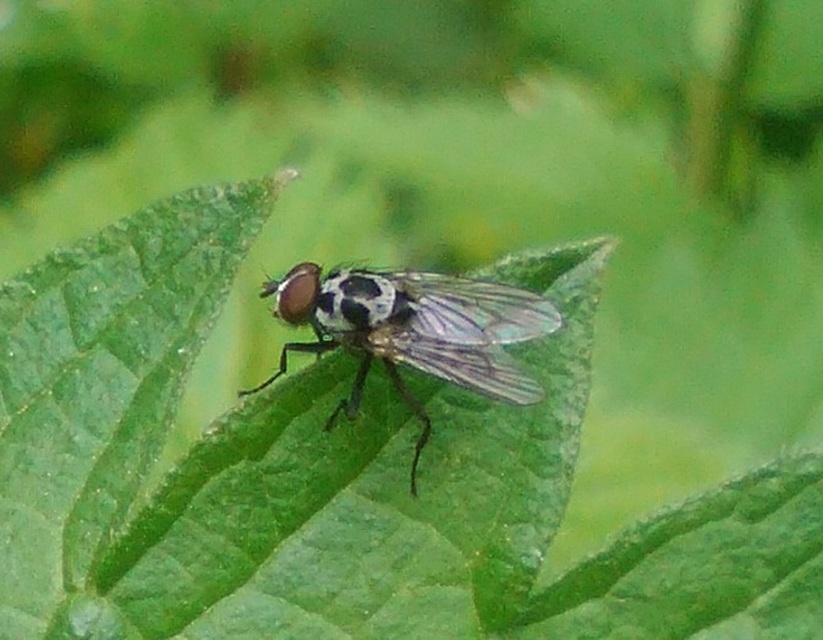 Anthomyia