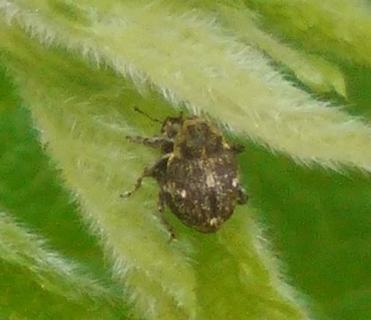 Nedyus quadrimaculatus - közönséges csalánormányos