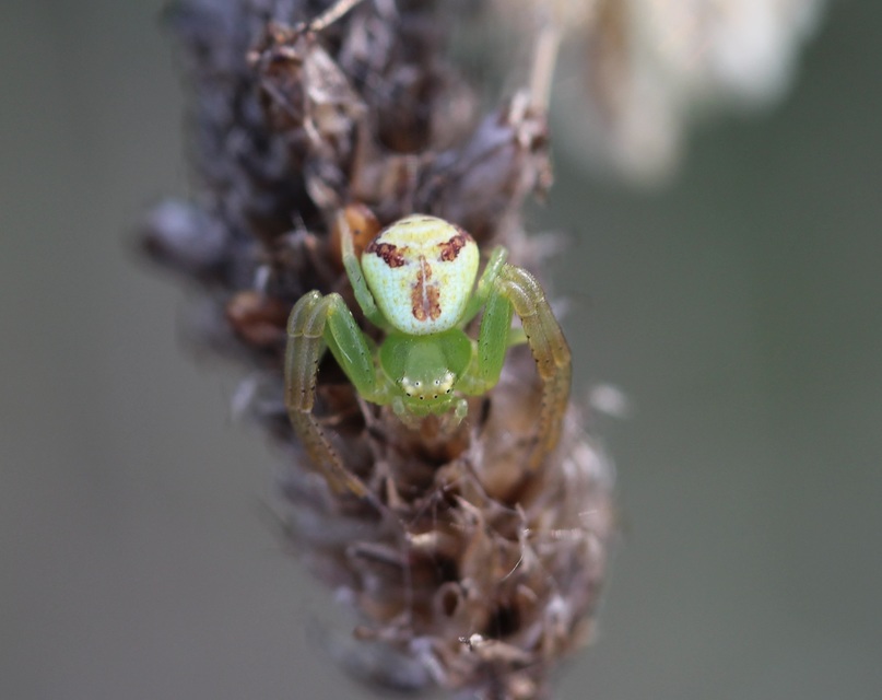 Ebrechtella tricuspidata - alakoskodó karolópók