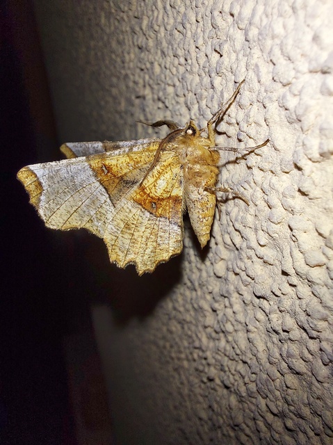 Selenia lunularia - egyfoltos holdasaraszoló