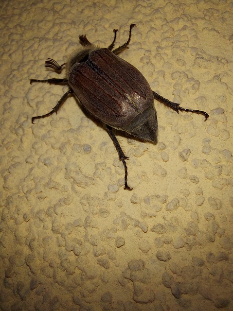 Melolontha pectoralis - hamvas cserebogár