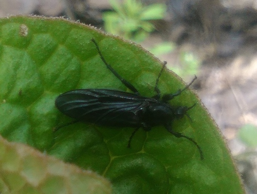 Bibionidae - bársonylegyek