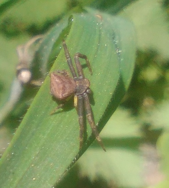 Pistius truncatus - csonka karolópók